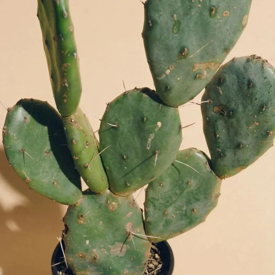 Nopal (Prickly Pear) Care Guide