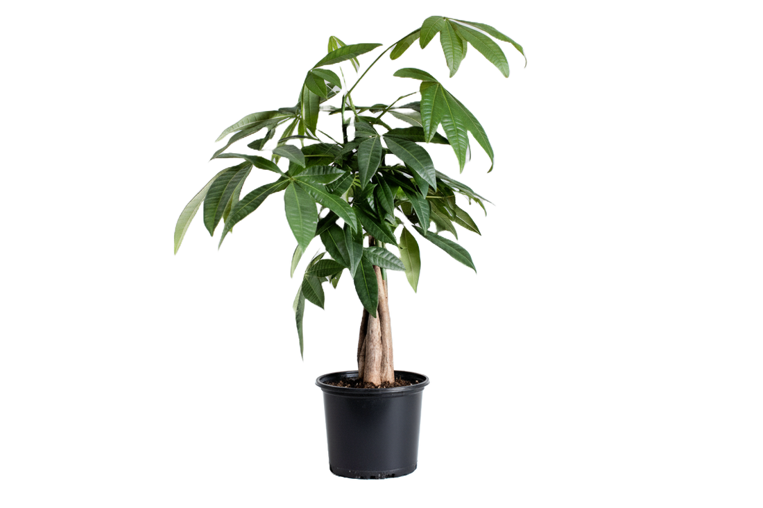 Money Tree Braid Care