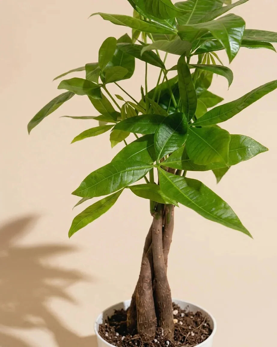Money Tree Braid Care