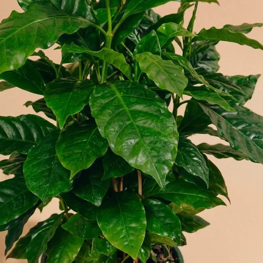 Coffee Plant Care Guide