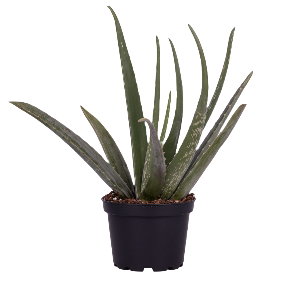 Sun-Loving Plants