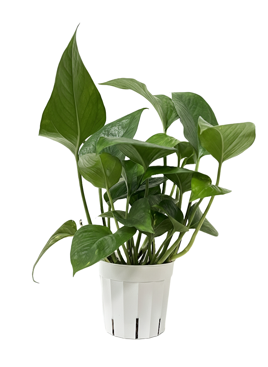 Low Maintenance Houseplants