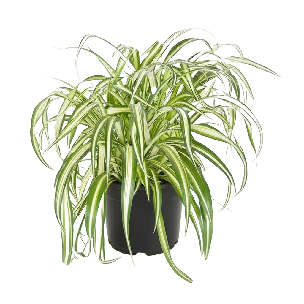 Pet Safe Plants