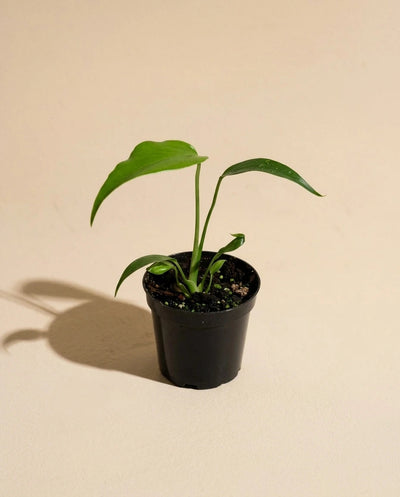 Monstera Burle Marx Flame
