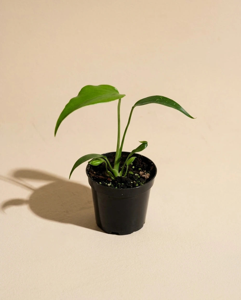 Monstera Burle Marx Flame