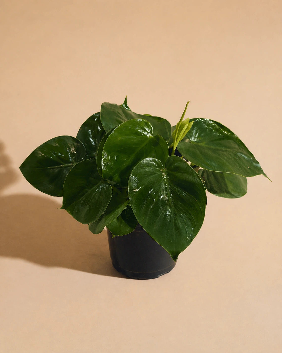 Cordatum Green