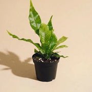Crocodile Fern