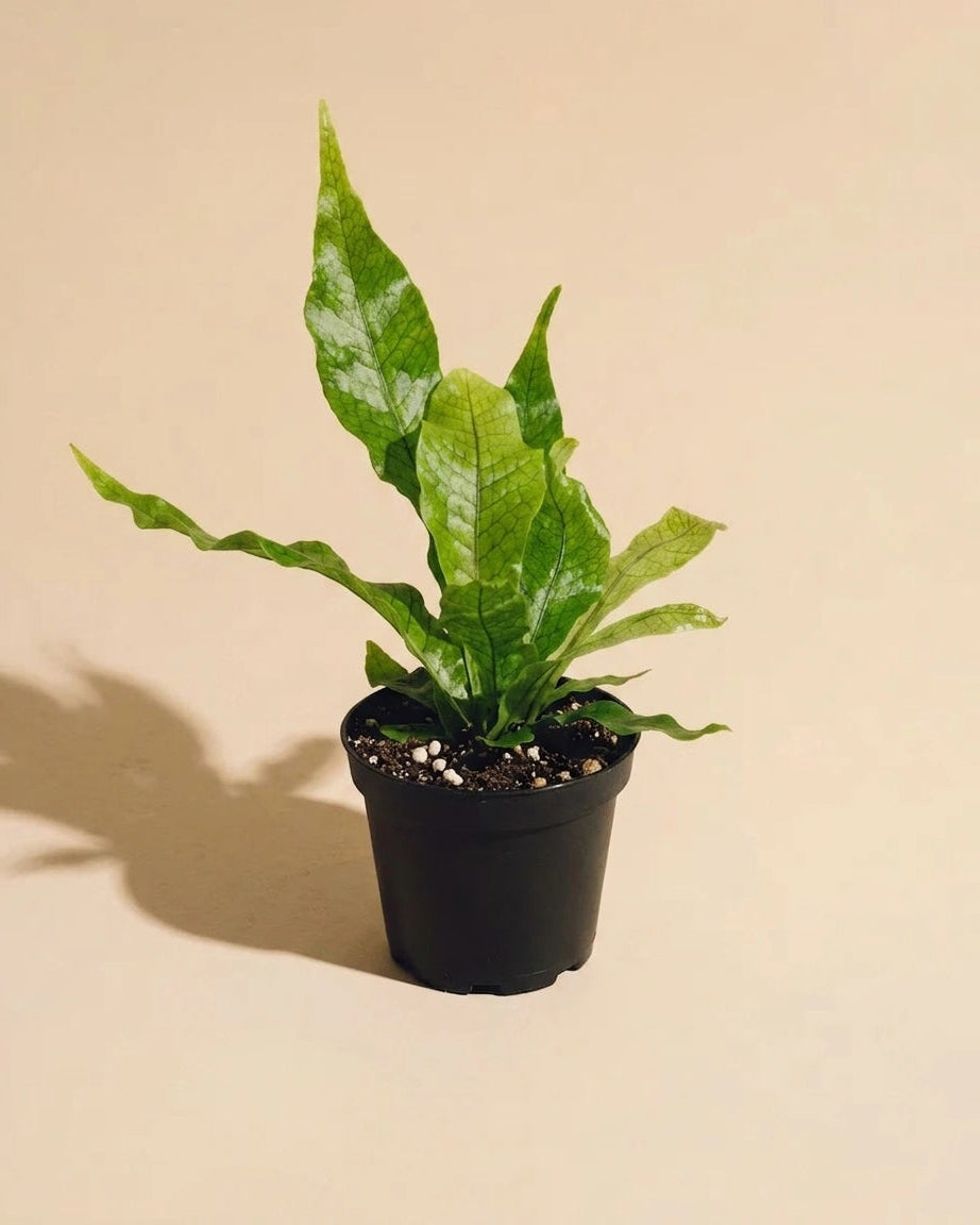 Crocodile Fern