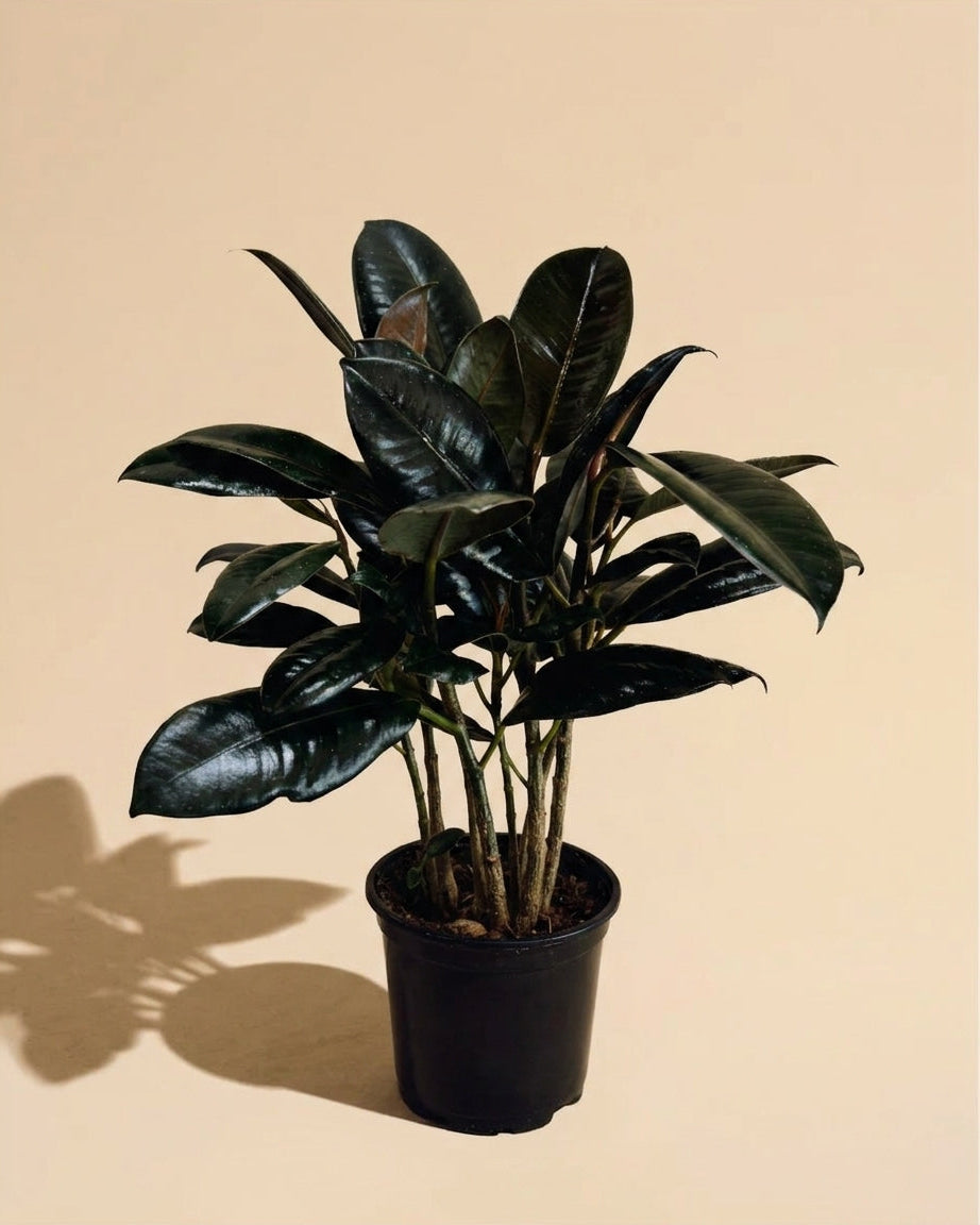 Ficus Decora Burgundy