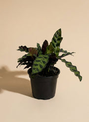 Calathea Lancifolia
