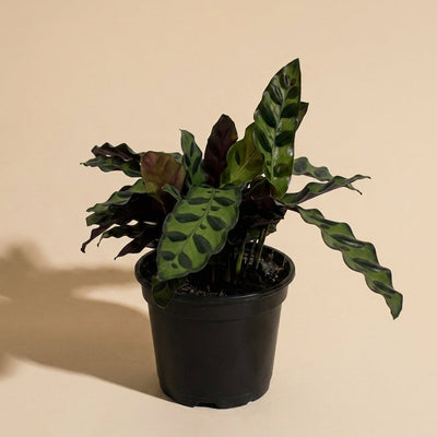 Calathea Lancifolia