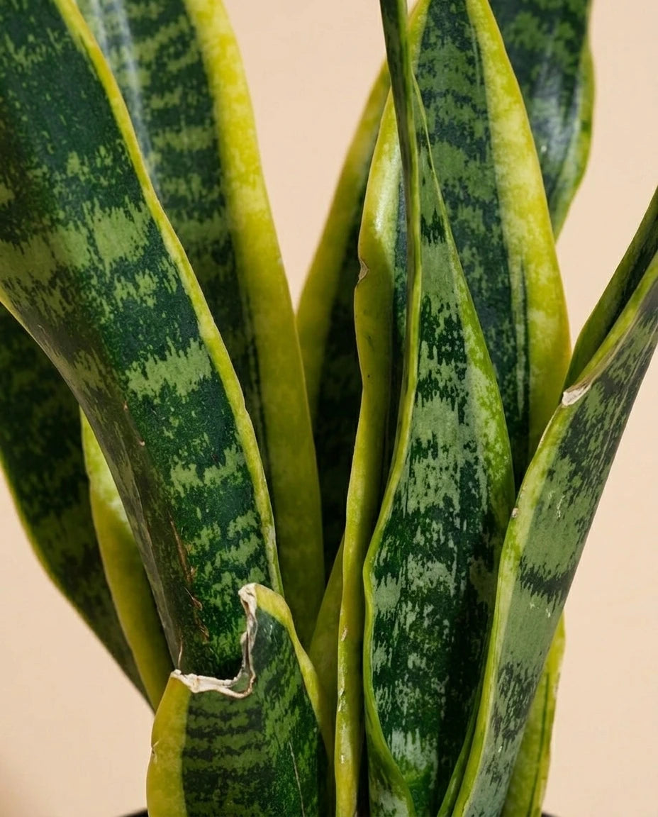 Snake Plant Laurentii