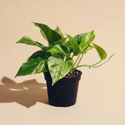 Pothos Marble Queen