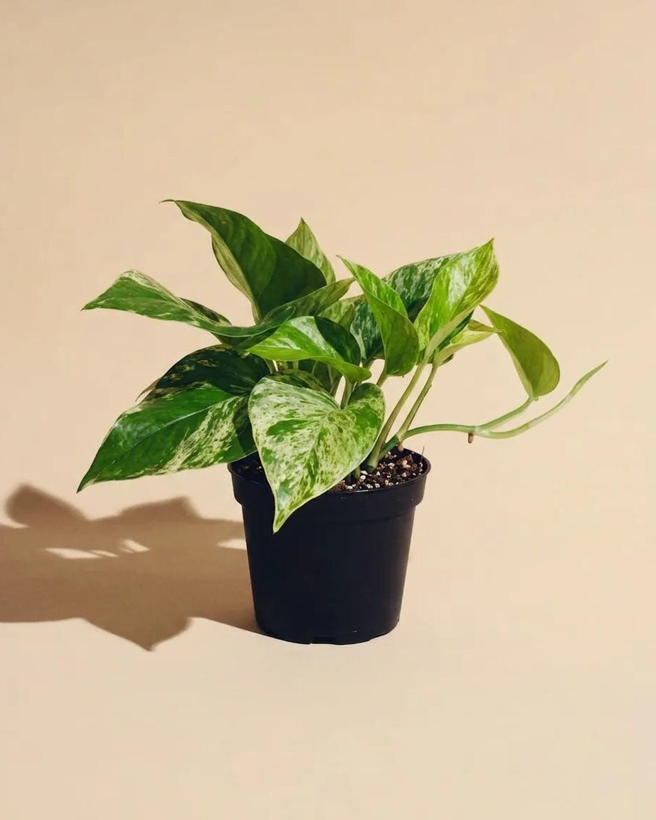Pothos Marble Queen