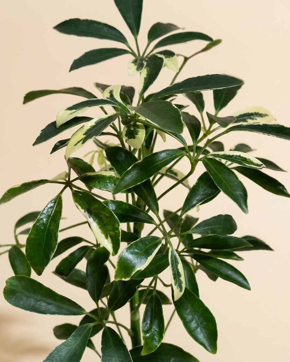 Schefflera Moondrop