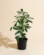 Schefflera Moondrop