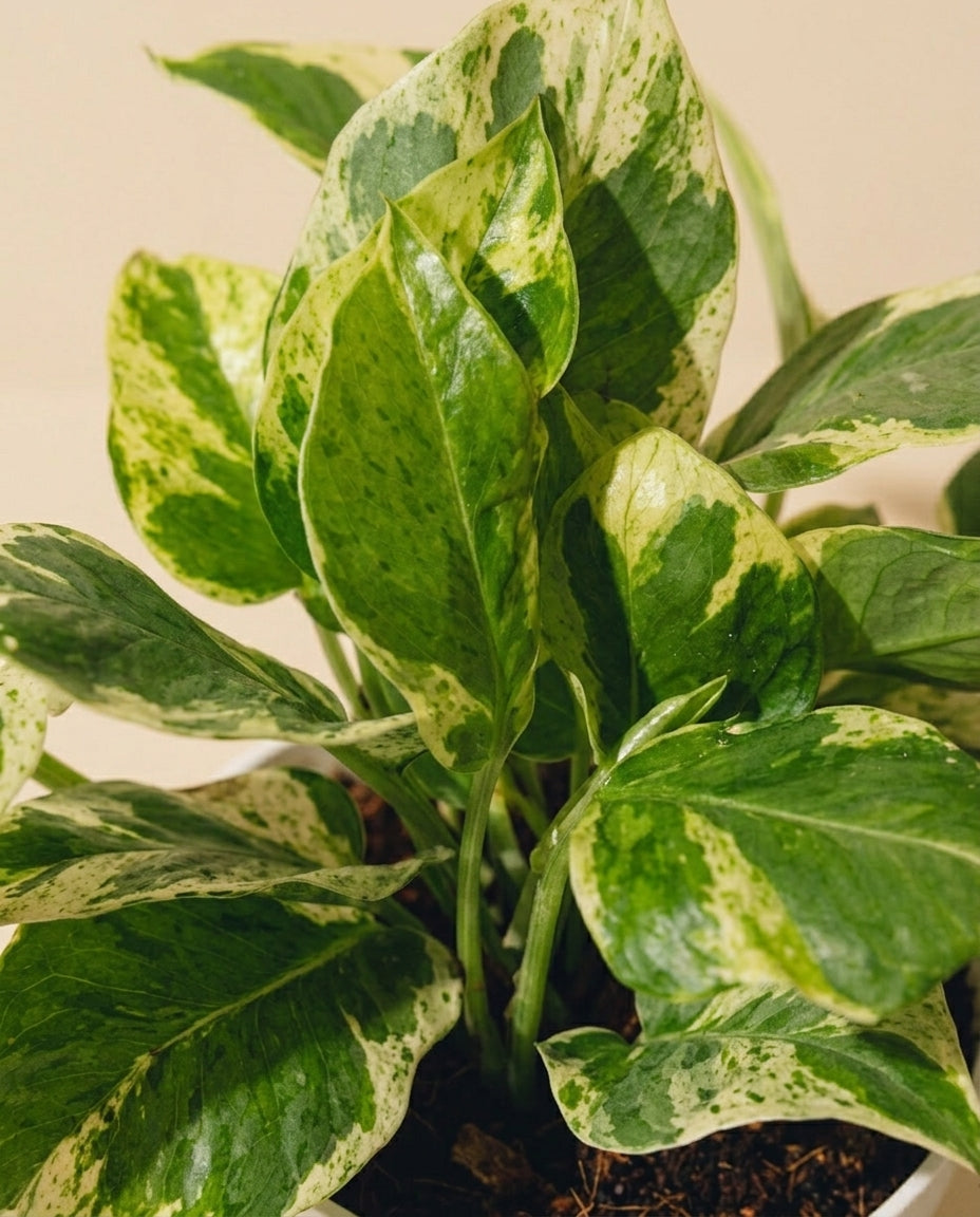 Pothos N' Joy