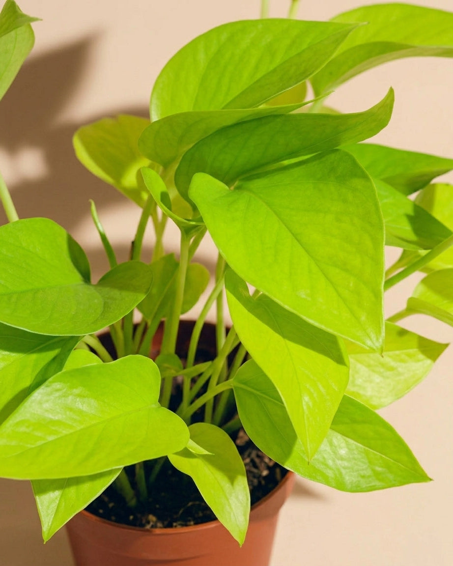 Pothos Neon