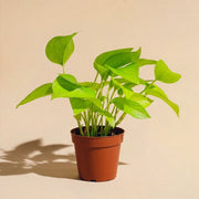 Pothos Neon