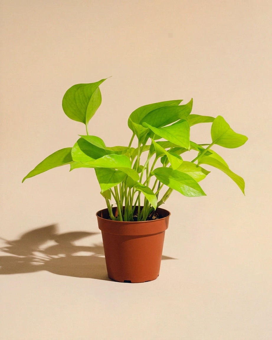 Pothos Neon