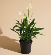 Peace Lily