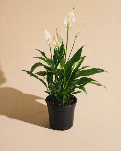 Peace Lily