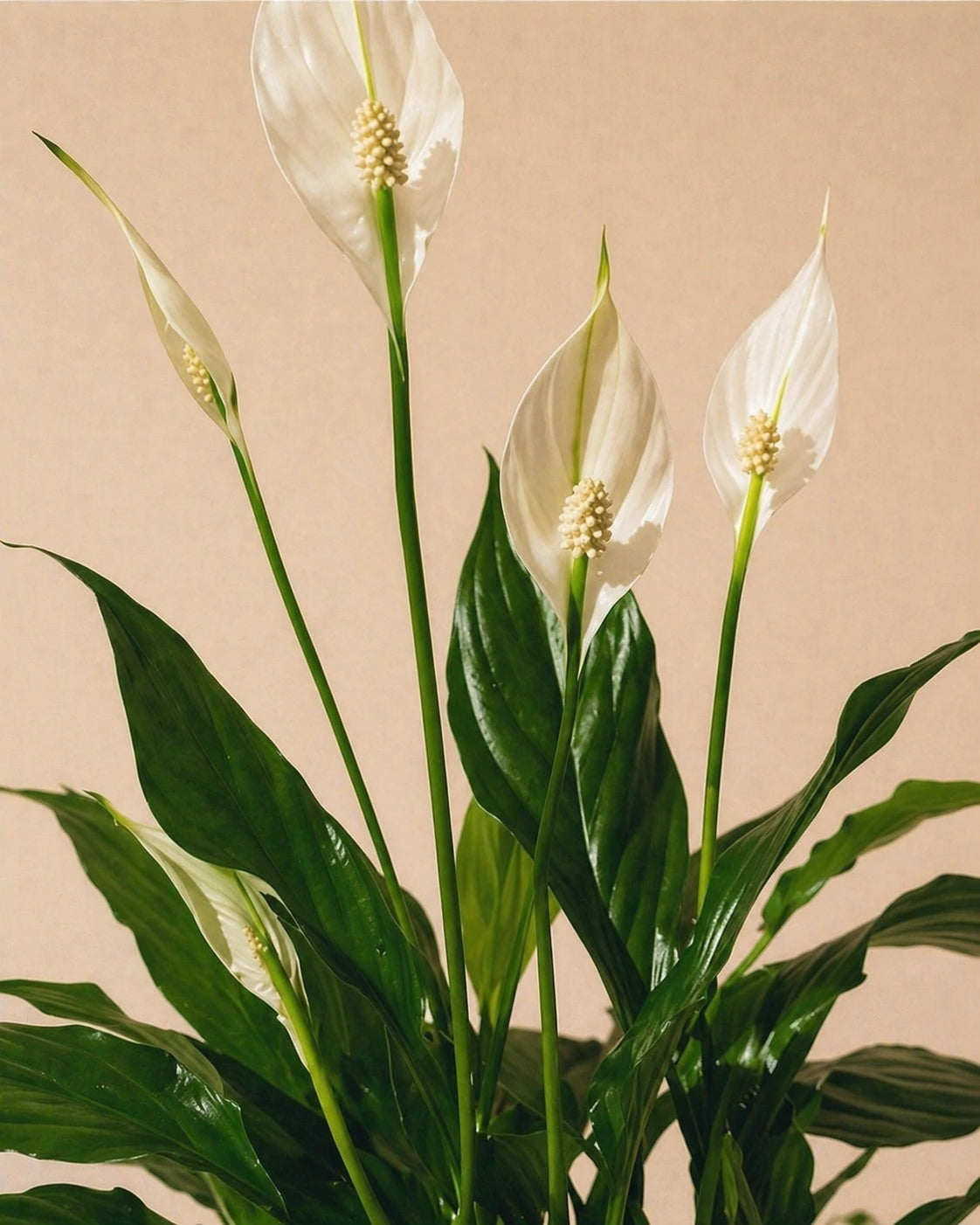 Peace Lily