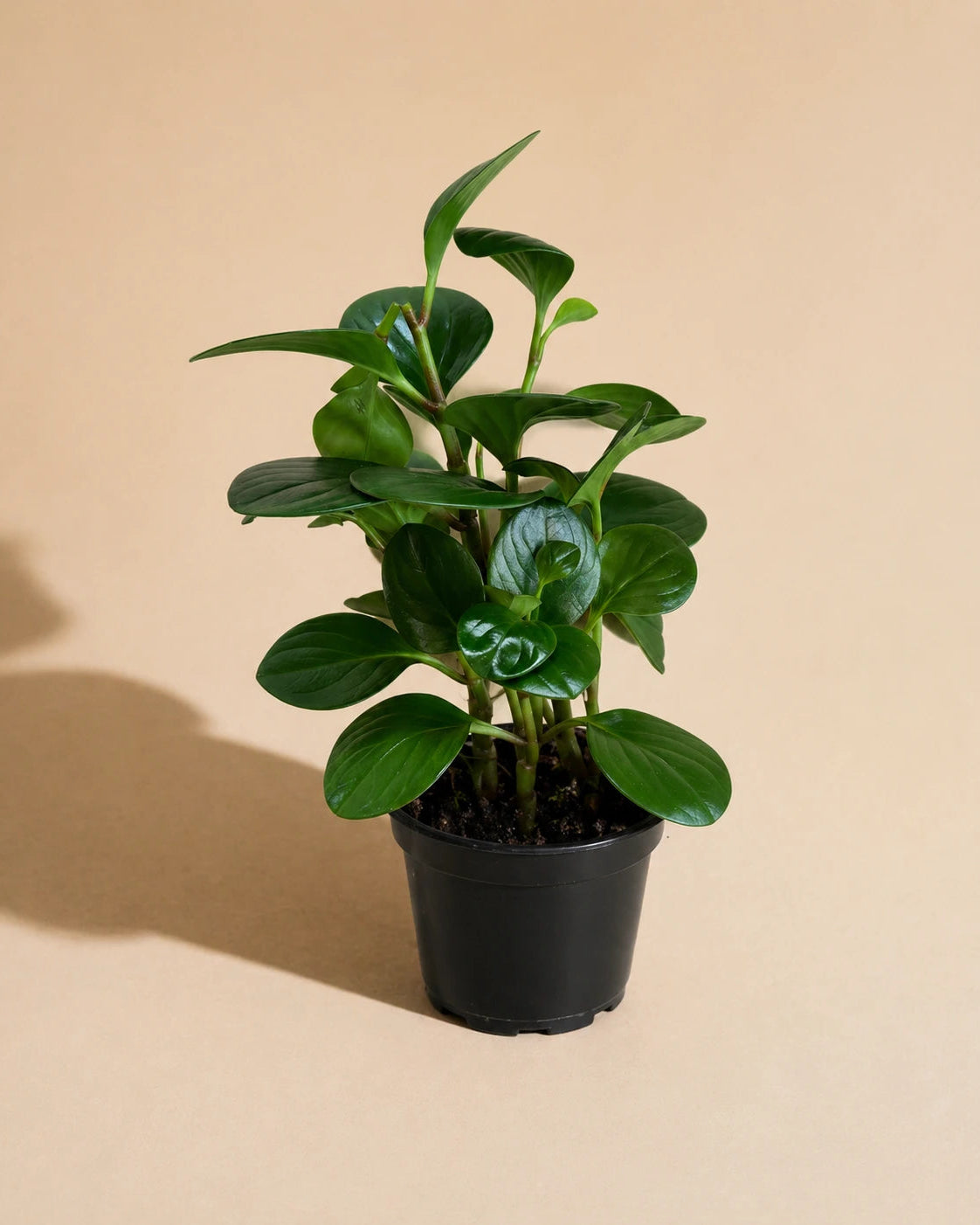 Peperomia Green
