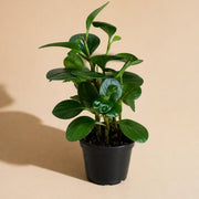 Peperomia Green
