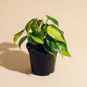 Philodendron Cordatum Brasil