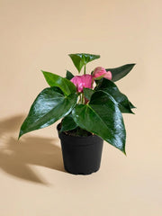 Pink Anthurium
