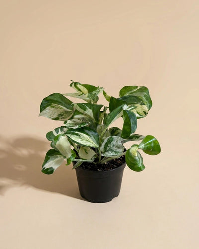 Pothos Manjula