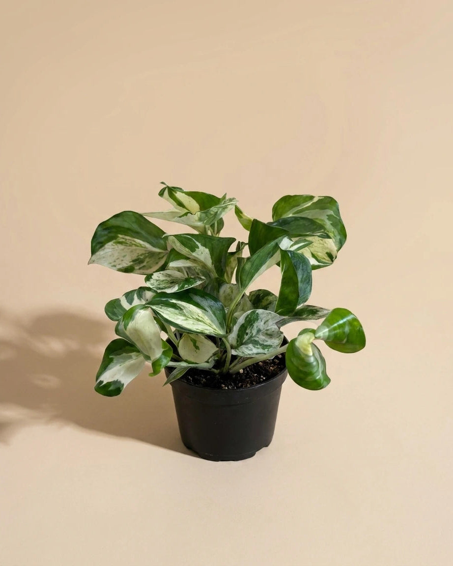 Pothos Manjula