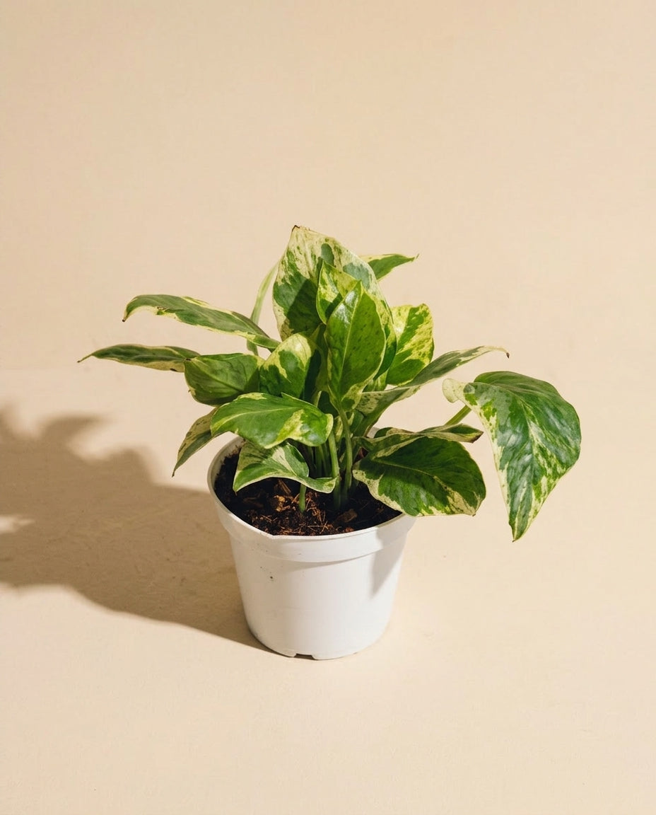 Pothos N' Joy