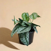 Potted plant with green leaves on a beige background