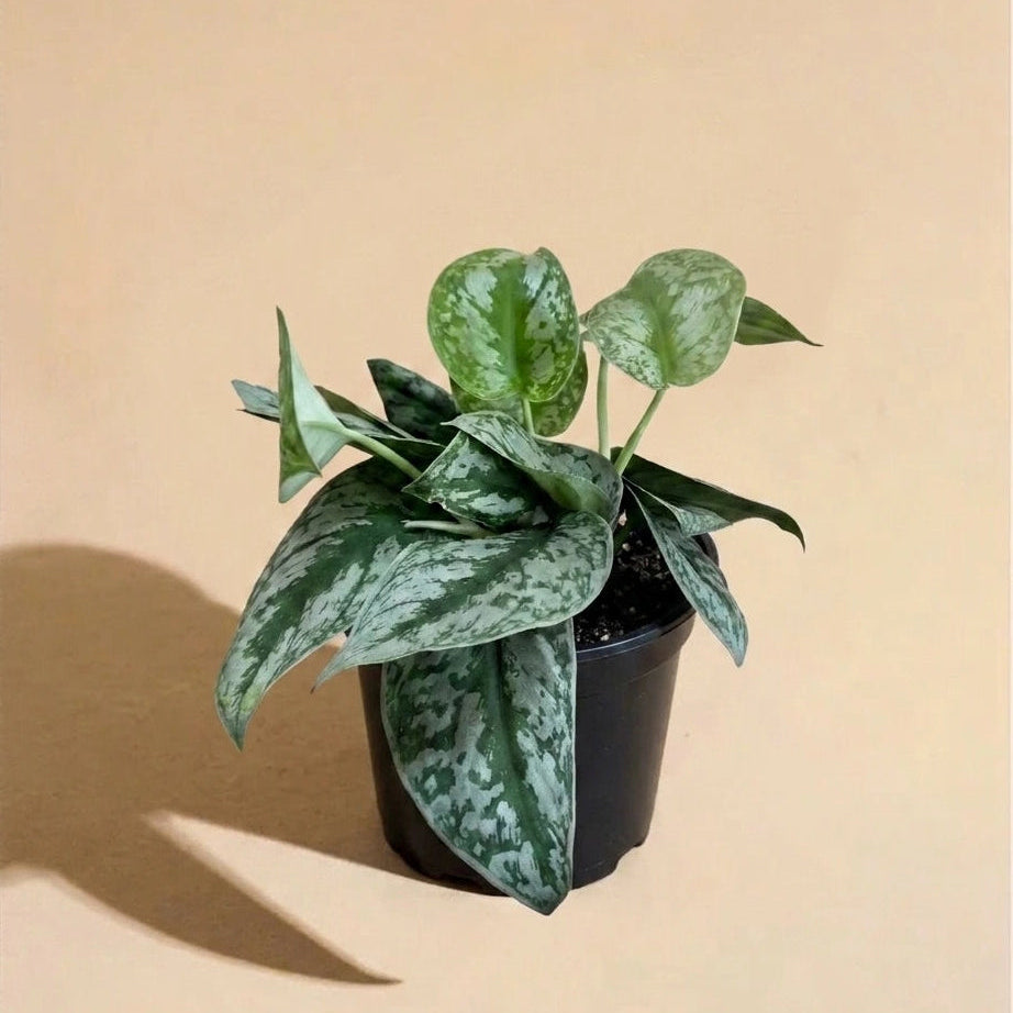 Potted plant with green leaves on a beige background