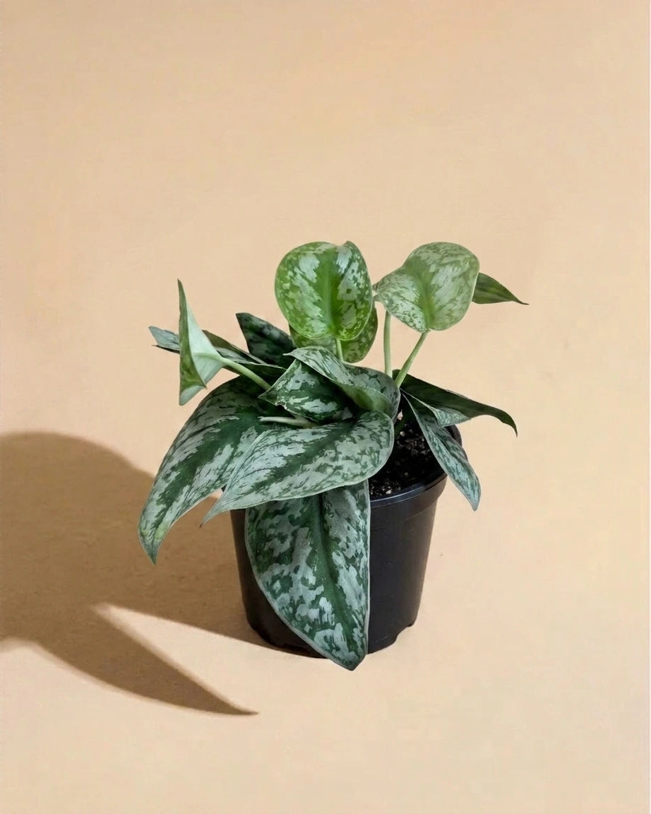 Silver Splash Pothos