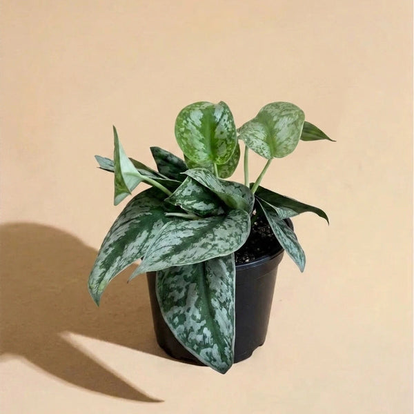 splash pothos Pothos Silver Splash, Live Plant Delivery