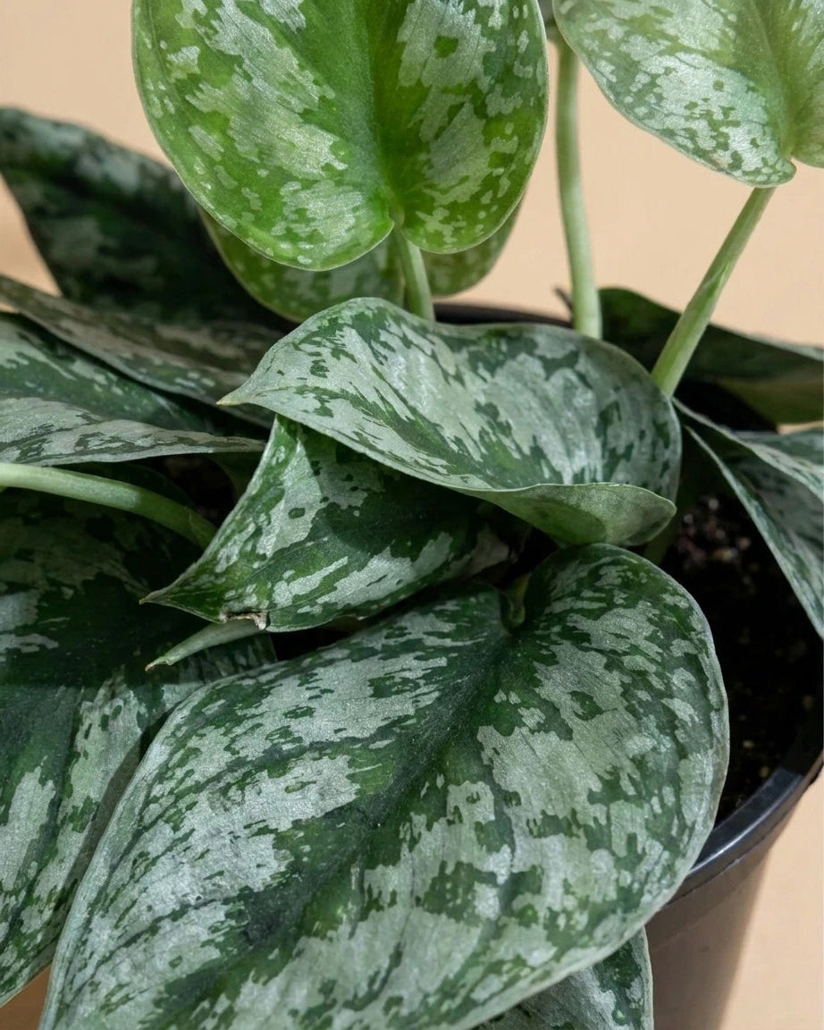 Silver Splash Pothos