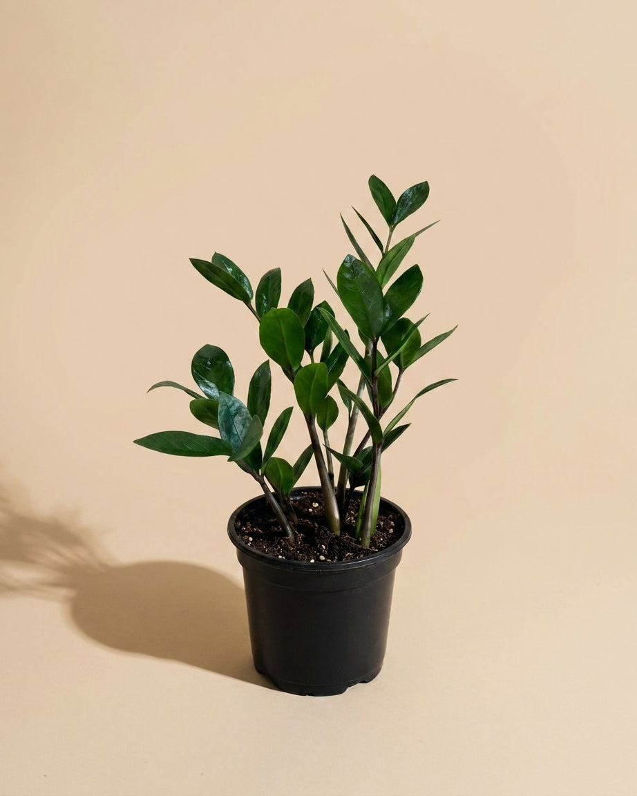 ZZ Plant