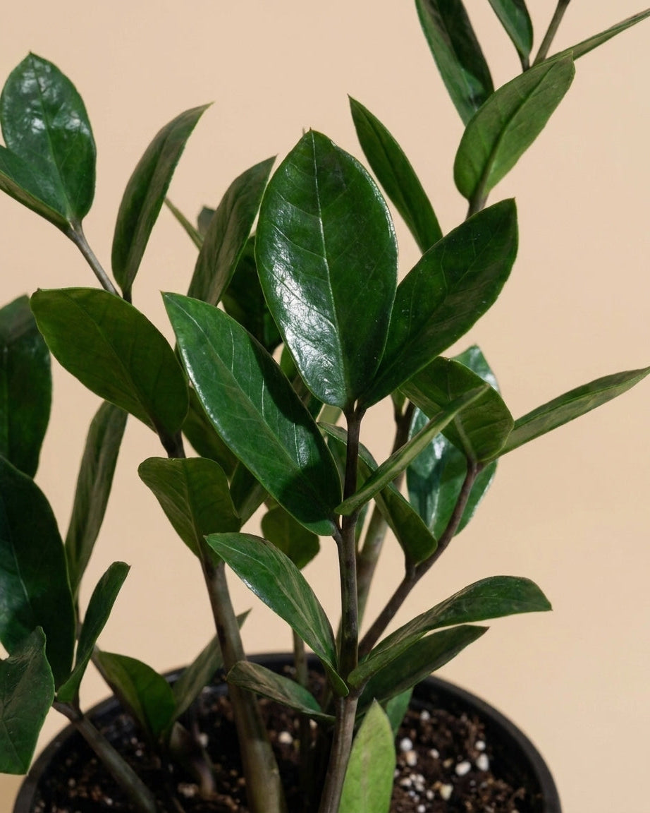 ZZ Plant