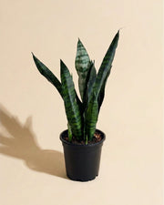 Snake Plant Zeylanica