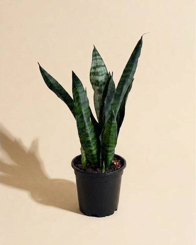 Snake Plant Zeylanica