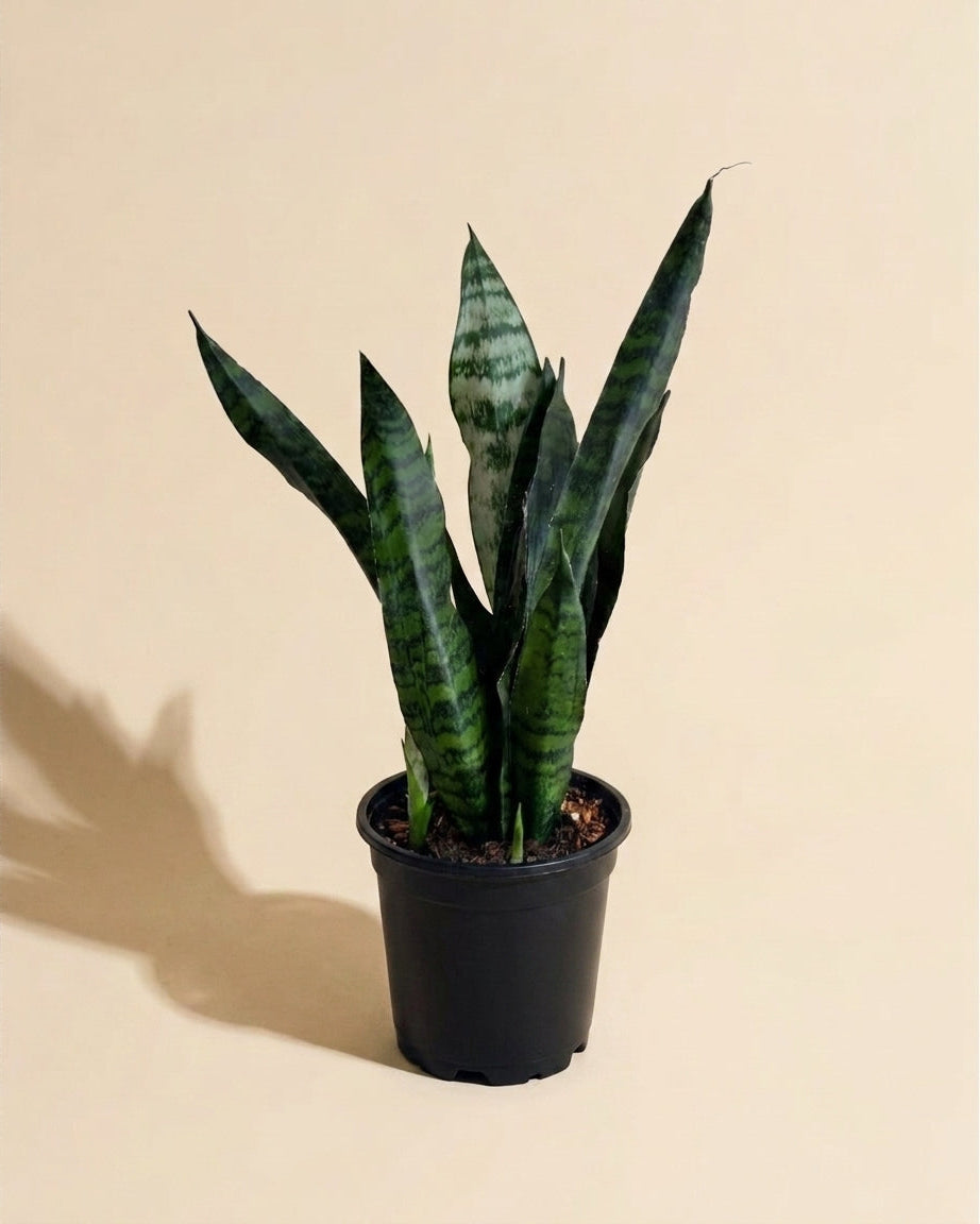Snake Plant Zeylanica