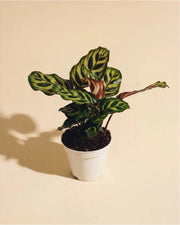 Calathea Peacock