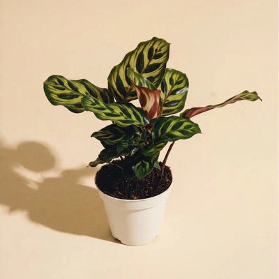Calathea Peacock