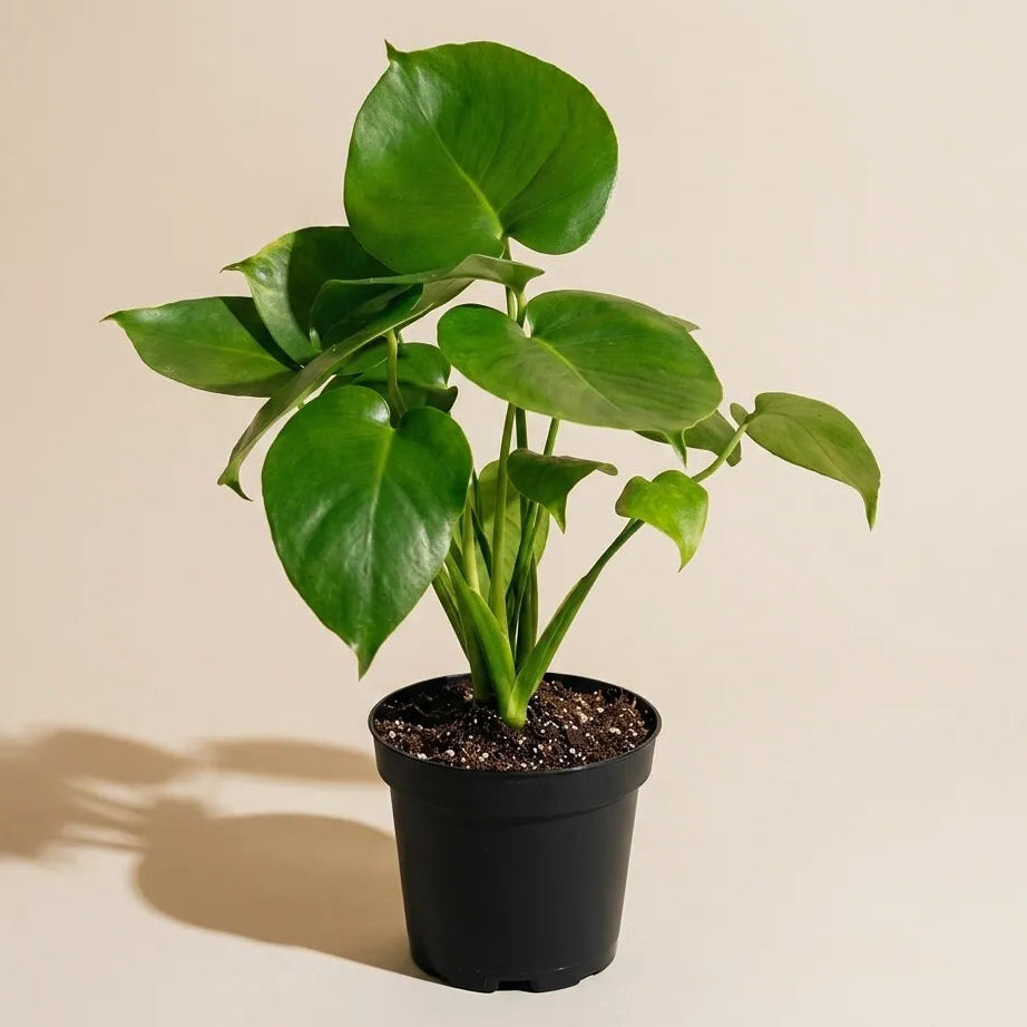Monstera Deliciosa