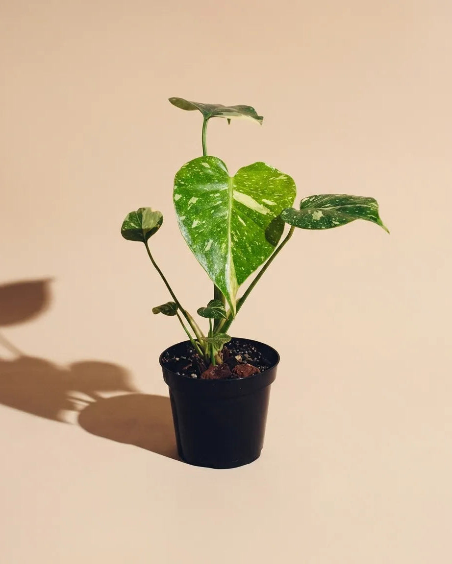 Monstera Thai Constellation