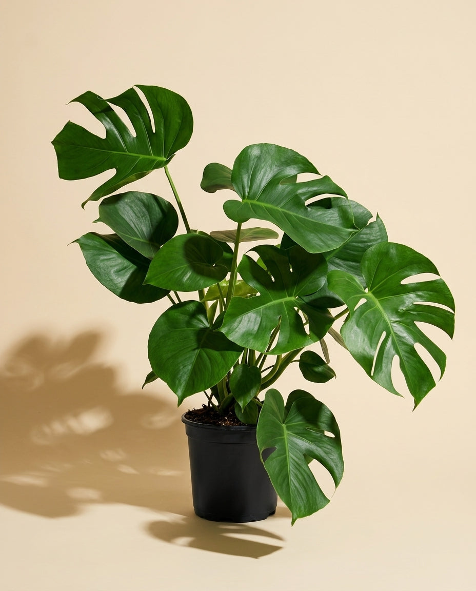 Monstera Deliciosa
