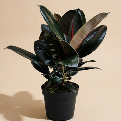 Ficus Decora Burgundy